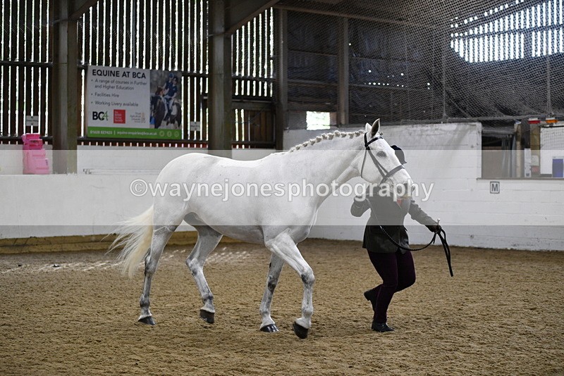 WJ5_4586 - Class 3 Part Bred In hand