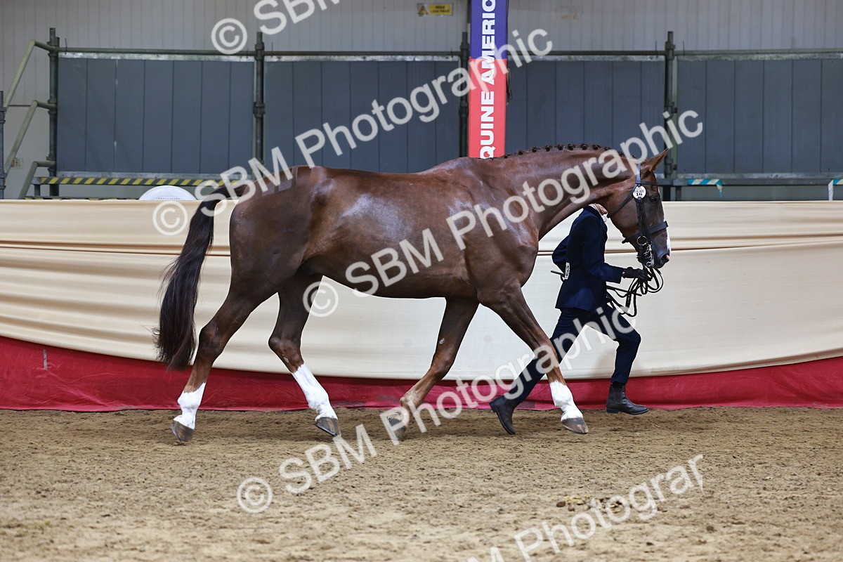 SBM_23061 - Class 903 - Supreme Final - IH Pre Vet
