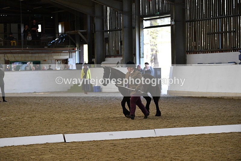 WJ5_3800 - Class 5 In Hand Veterans