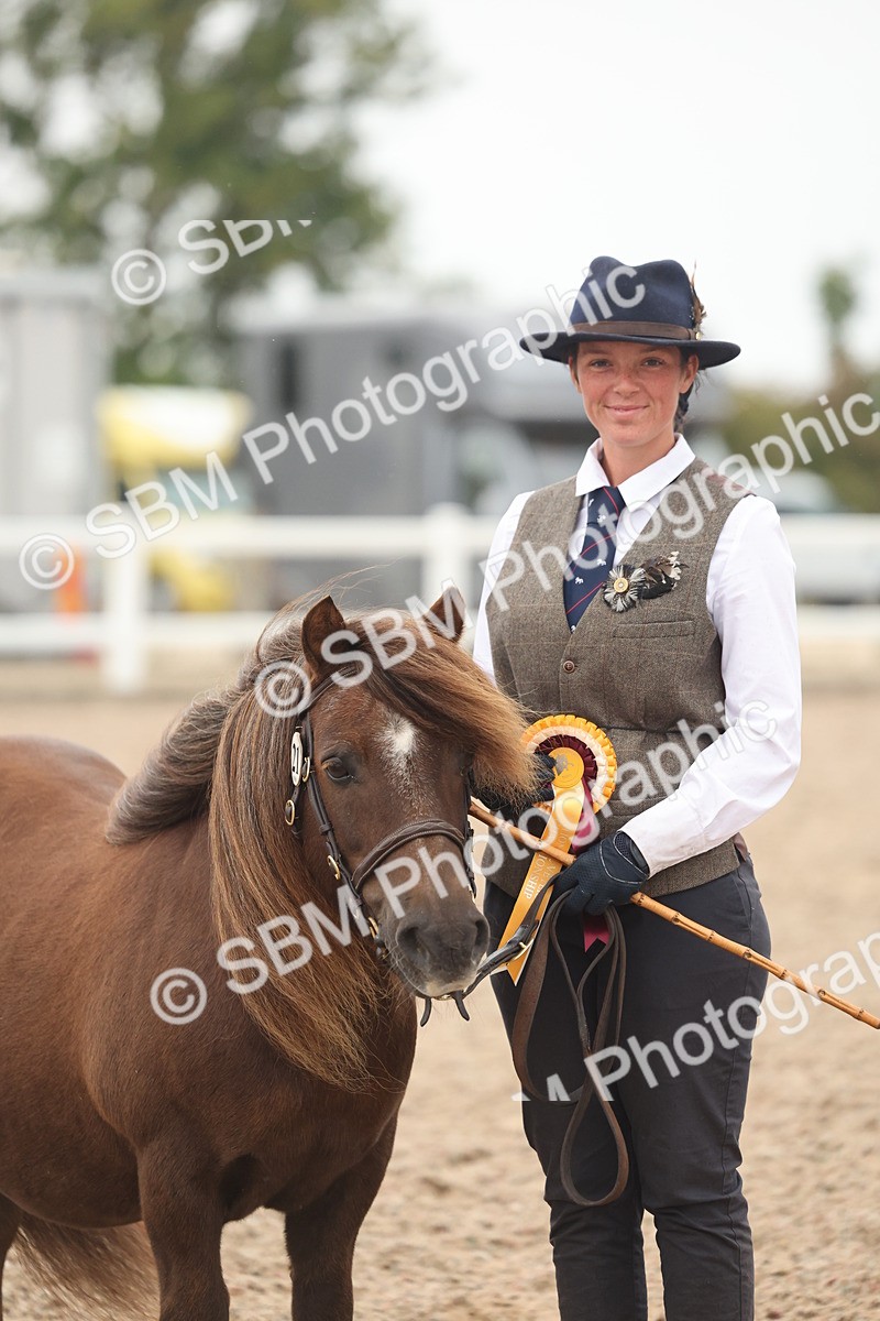 SBM_19441 - Class 317 - IH Pure Bred Horse-Pony