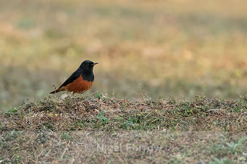 Black Redstart, Bandhavgarh, Madhya Pradesh, India - Black Redstart