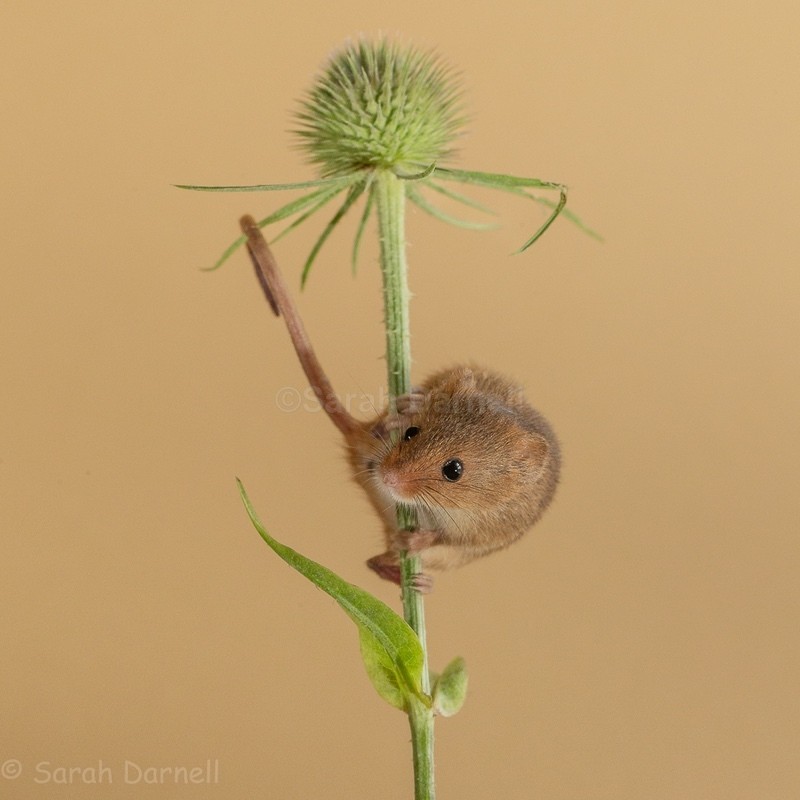 Teasel Mouse SD2026 - Greeting Cards