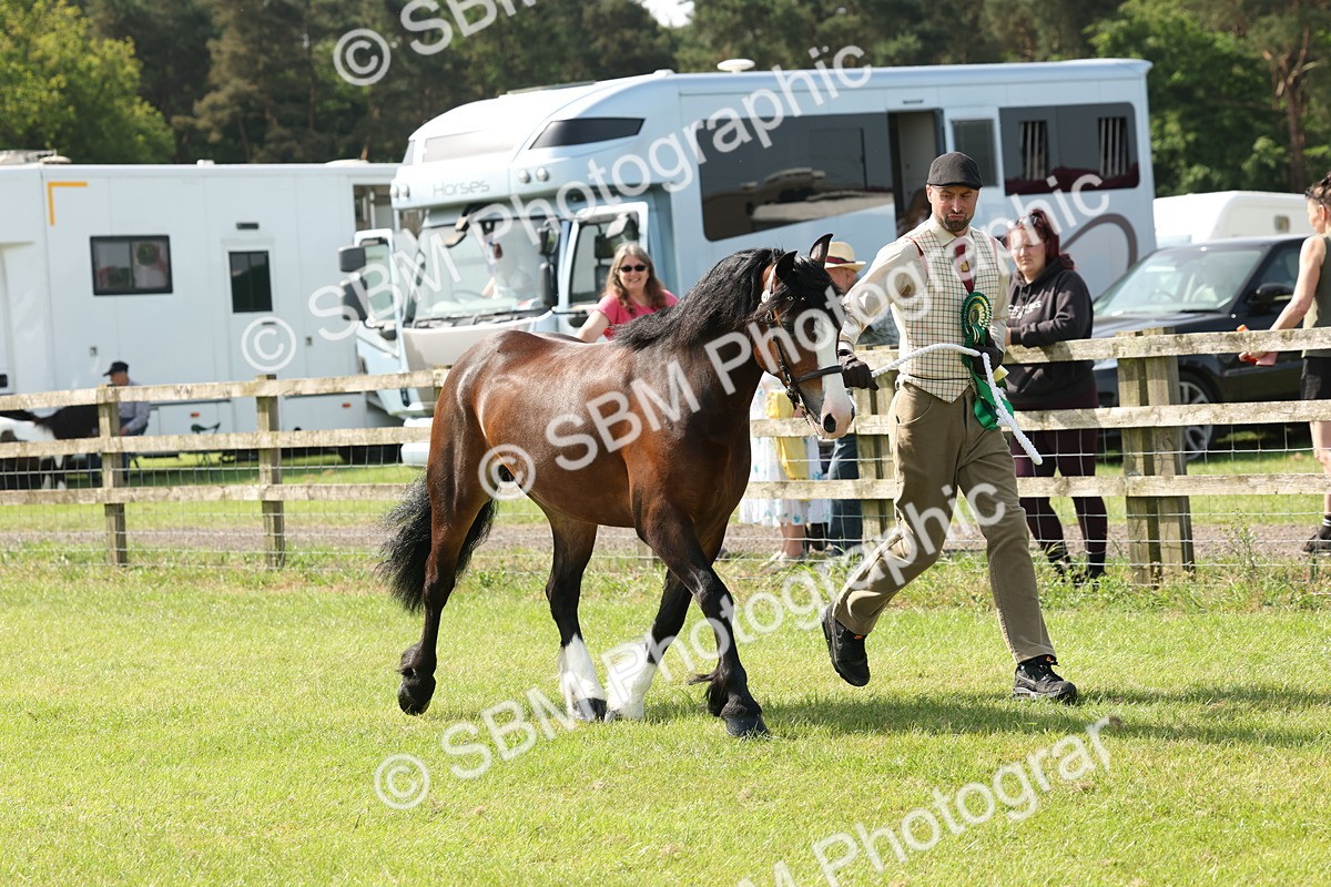 SBM_02200 - Class 6-13 - Mountatin and Moorland In Hand Welsh Breeds