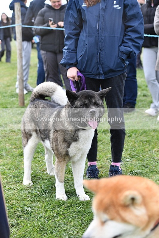 WJ5_0008 - Class 5 Best Veteran / 7 years & over