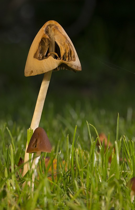 Fungi at Cholmondeley Castle, Cheshire - FUNGI (MUSHROOM) IMAGES