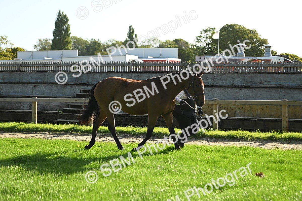 SBM_14721 - S1 - TSR in Hand Horse & Pony Showing