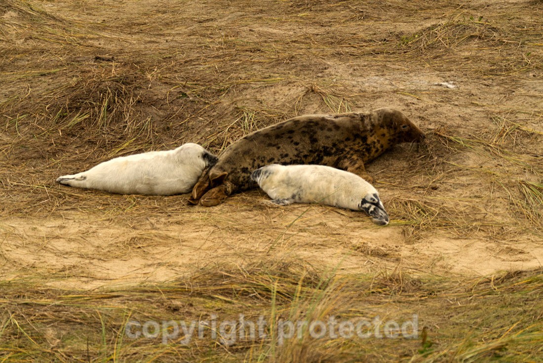 Grey Seal With Two Pups - Norfolk