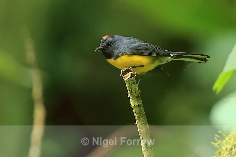 Slate-throated Redstart, Pipeline Trail, Boquete, Panama - Slate-throated Redstart
