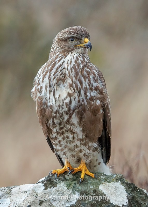 Buzzard - Latest Images