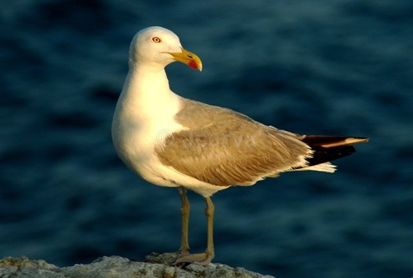 Sea Gal - Seagulls