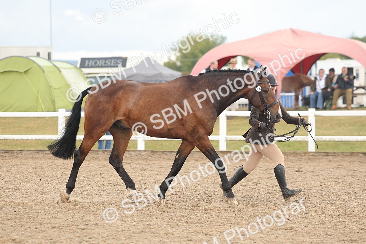 SBM_07885 - Class 28 - IH Veteran Horse