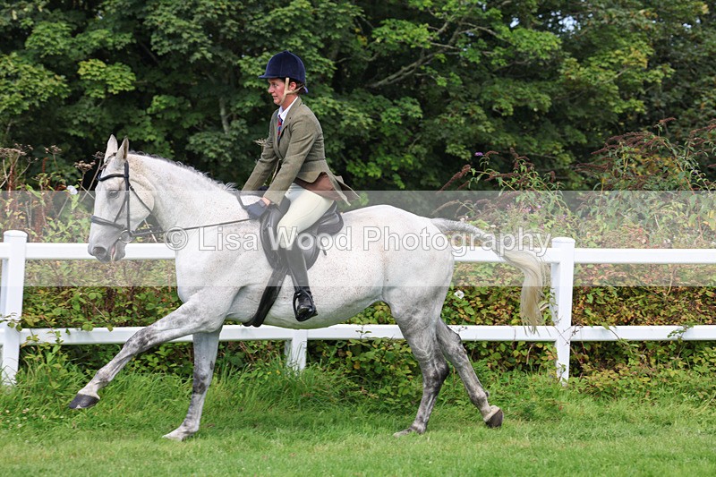 3E7A8725 - Class 5: Working Show Horse