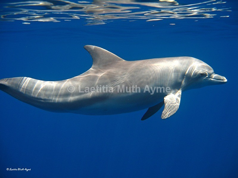 IMG_6495 Mayotte - Marine wildlife