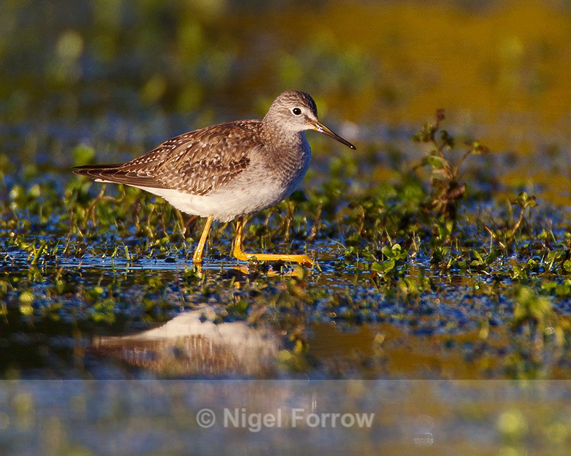 Lesser Yellowlegs (juvenile) with autumn colours reflection - Lesser Yellowlegs