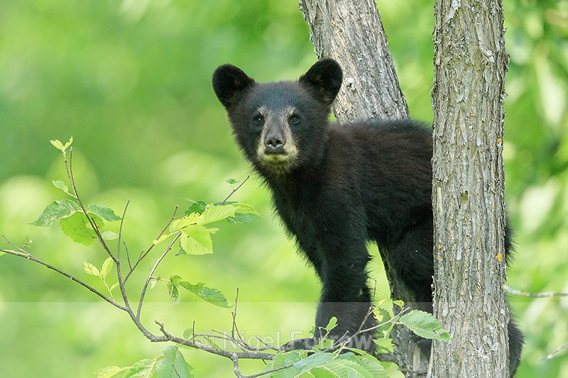 Black Bear cub looks out from tree, Minnesota, USA - American Black Bear