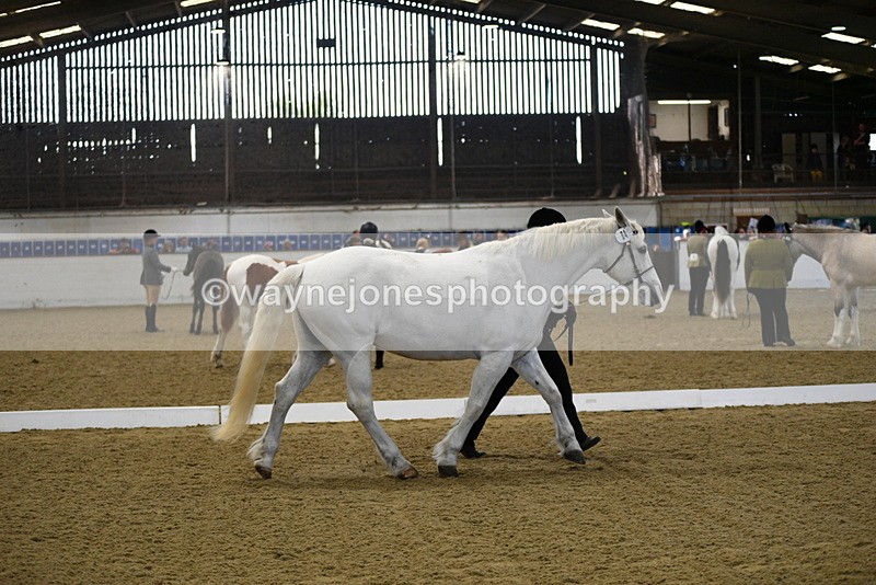 WJ5_3717 - Class 5 In Hand Veterans