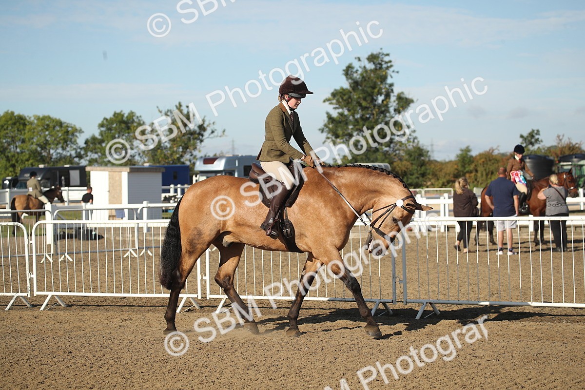 SBM_11273 - Class 501 -Riding Club Pony