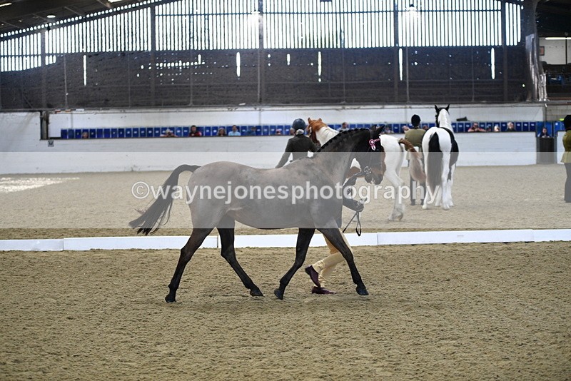 WJ5_3597 - Class 5 In Hand Veterans