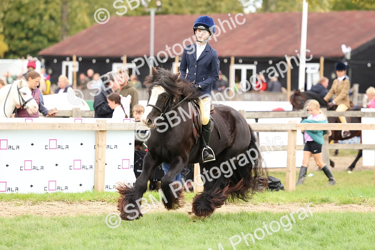 SBM_67553 - S60 - Mini Show Cob Ridden