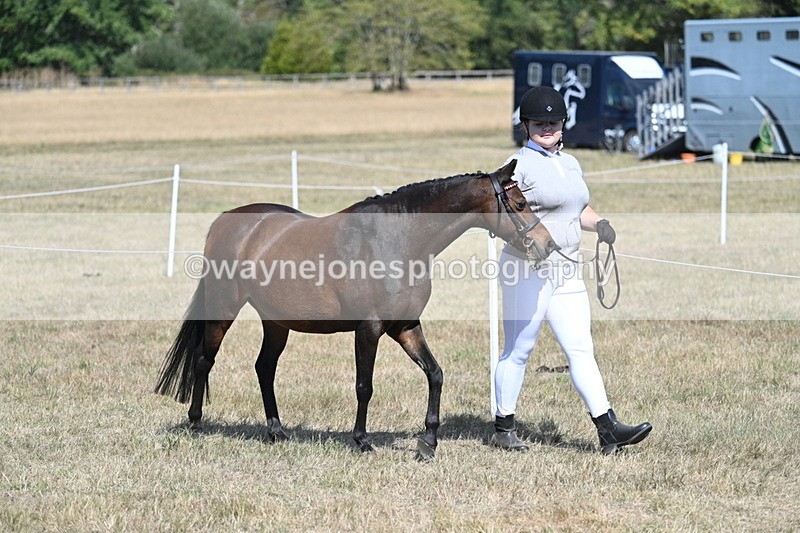 WJ7_1153 - Class 41 Prettiest Mare