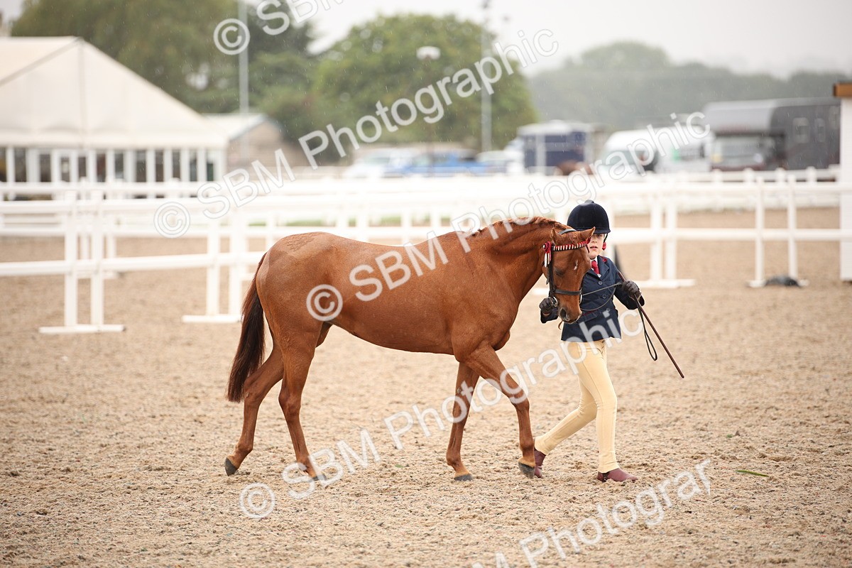 SBM_20113 - Class 702 - IH  Show Horse Pony