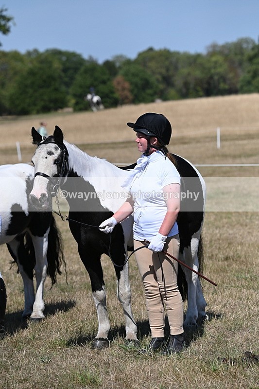 WJ6_8648 - Class 37b Best Loan Pony In-hand