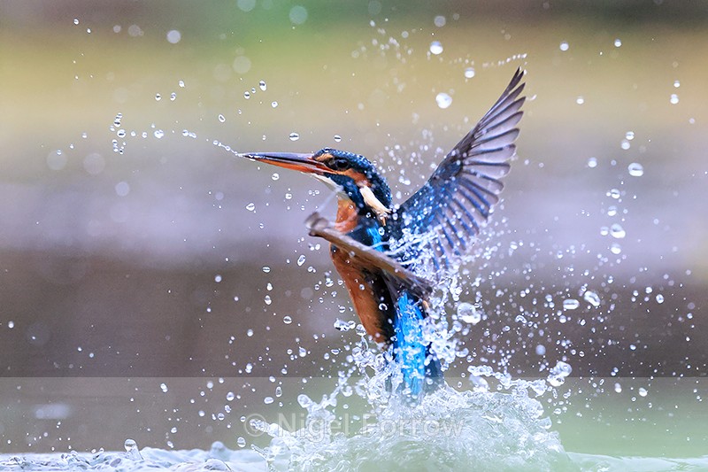 Kingfisher rises vertically from water after unsuccessful dive - Kingfisher