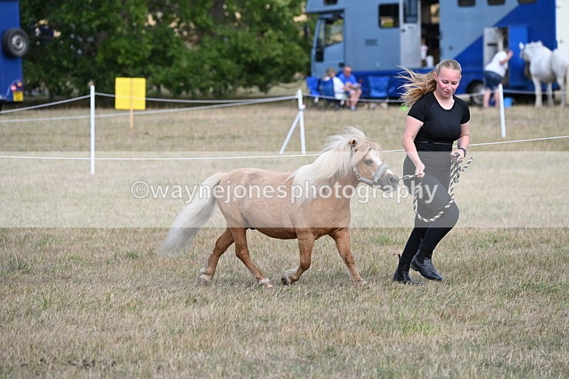 WJ6_6894 - Class 21 Shetland & Mini Horses