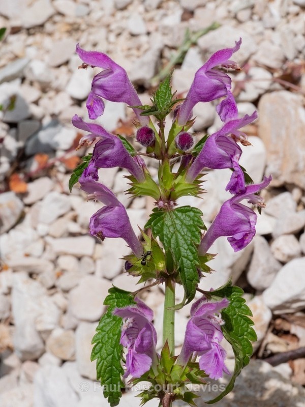 Large red deadnettle (Lamium garganicum) - Gargano - Wild Flowers