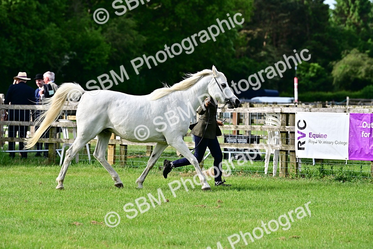 SBM_00027 - Class 46-49 - Arab and Part Bed-Anglo Arab In Hand