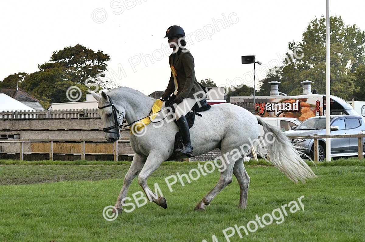 SBM_53325 - S14 - Riding Club Horse