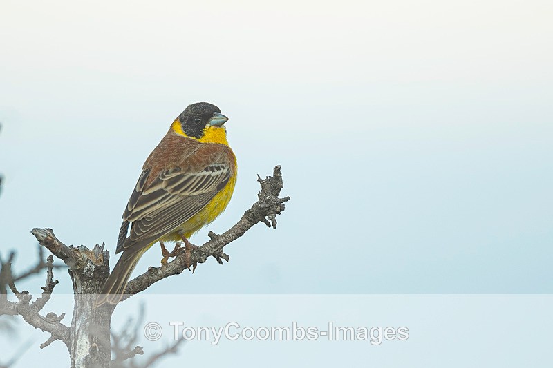Black-headed Bunting - Lesvos ~ Other Birds