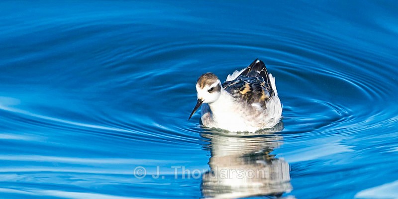  - Sea Birds