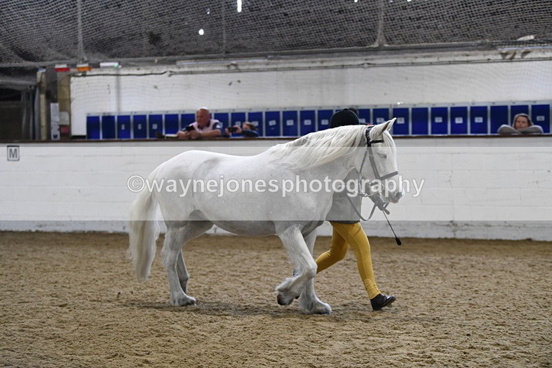 WJ5_4622 - Class 3 Part Bred In hand