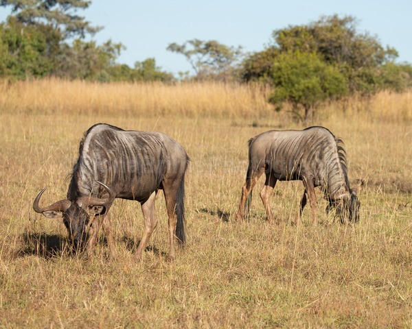 Africa-164 - African Wildlife
