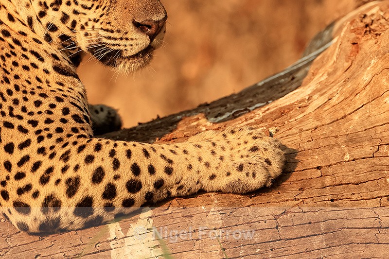 Jaguar (female) front paw, close view, Corixo Negro, Brazil - Jaguar