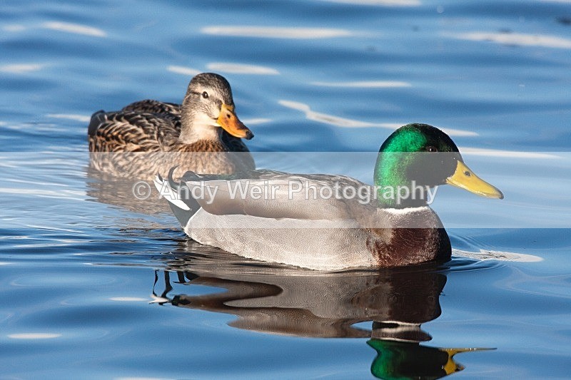 20081128-IMG_0879 148 - Mallard