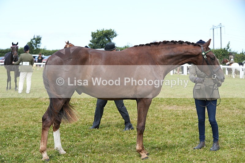 DSC06222 - Class 54: Hunter/Riding Horse/Hack 1 & 2 yr olds