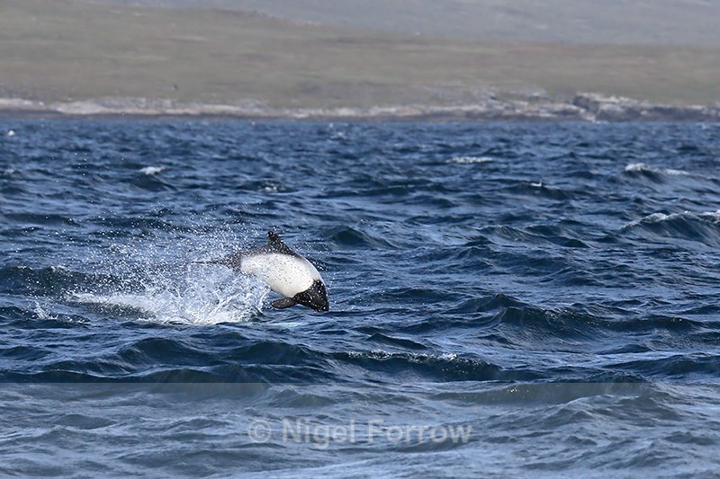 Commerson's Dolphin jumping, Falklands - Dolphin