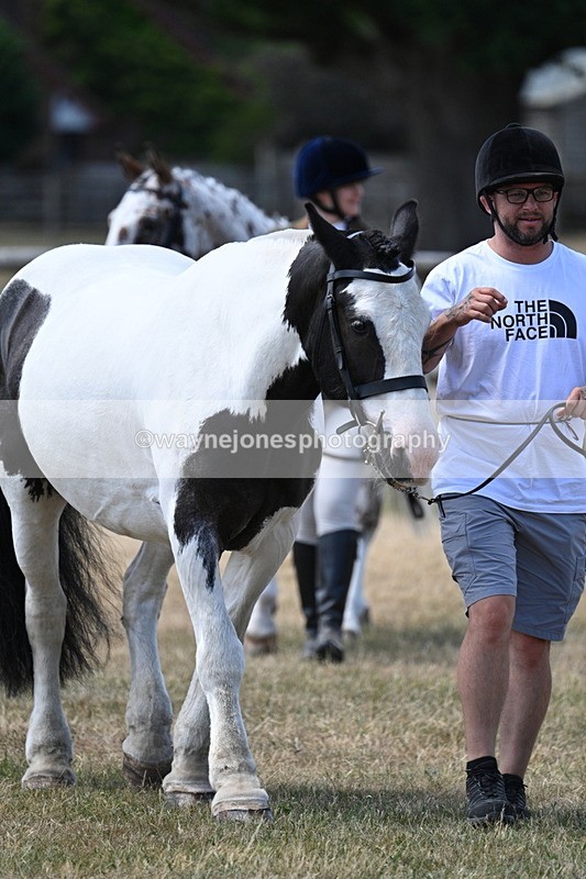 WJ7_2306 - Class 5a Most Handsome Gelding in hand (above 14.2hh)