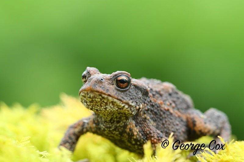 common toad at loch awe