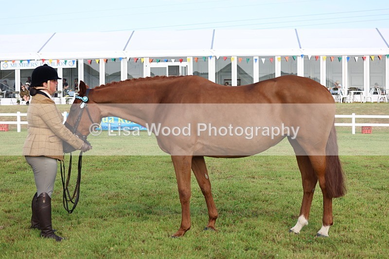 3E7A8347 - Class 2: Rising Star Large Hack/Riding Horse