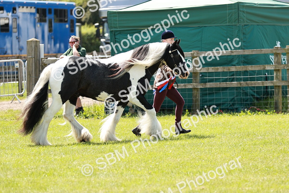 SBM_05543 - Class 41-45 - Riding Pony-Hunter Pony Breeding