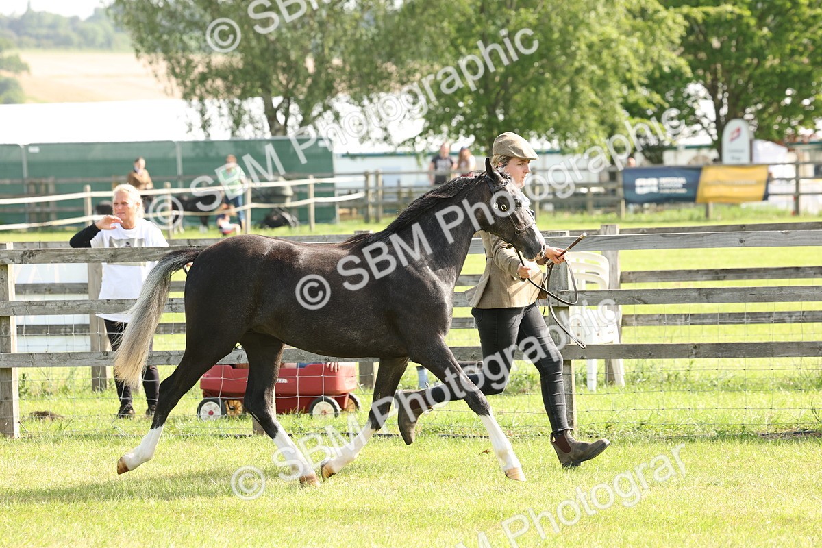 SBM_00686 - Class 6-13 - Mountatin and Moorland In Hand Welsh Breeds