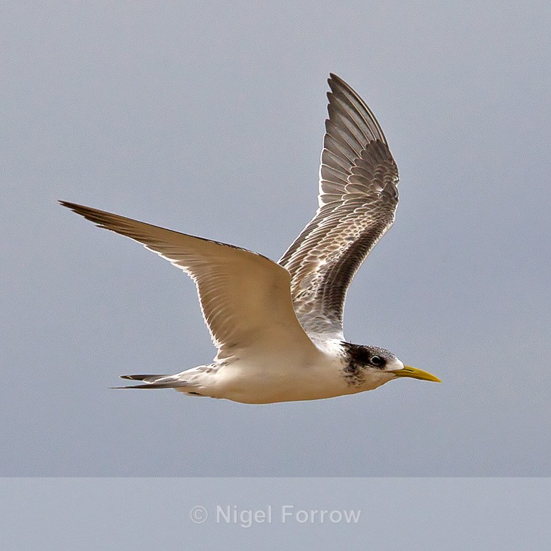 Greater Crested (Swift) Tern in flight - Greater Crested (Swift) Tern