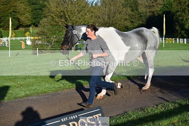 231022-092222-21739 - 622-CRAFTY.WIZARD-Heather.Urquhart-TrotUp+SJ