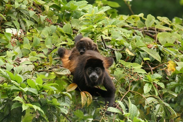  - Mammals