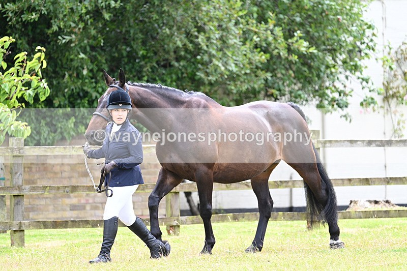 WJ7_6838 - Class 5a Most Handsome Gelding in Hand