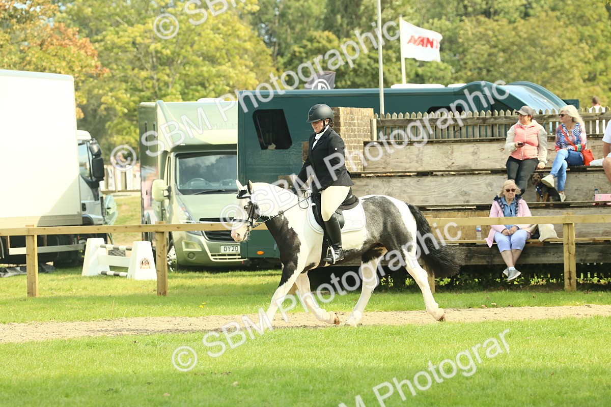 SBM_66593 - S34 - Rehabilitated Rescue Horse & Pony In Hand & Ridden