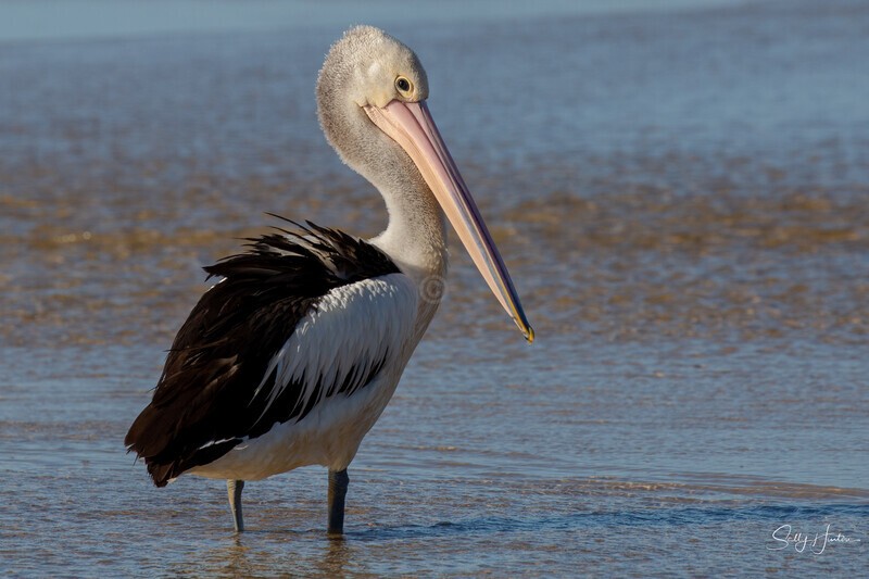 Pelican Portrait